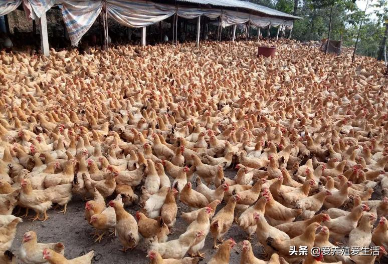 鸡拉白痢是什么病吃什么药,鸡白痢的原因