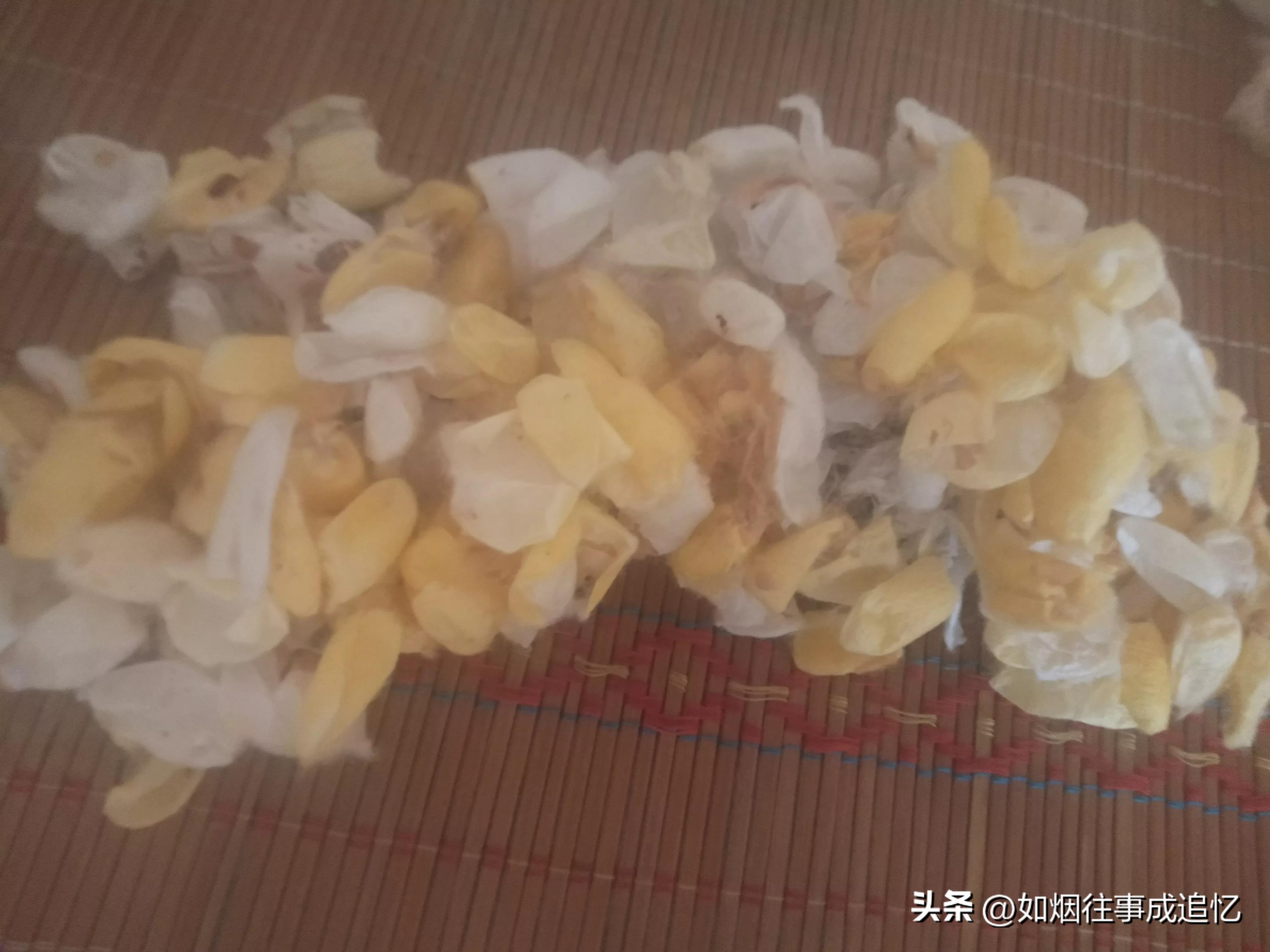 蚕沙做枕头可以用几年,蚕沙做枕头只需晒干就可以吗