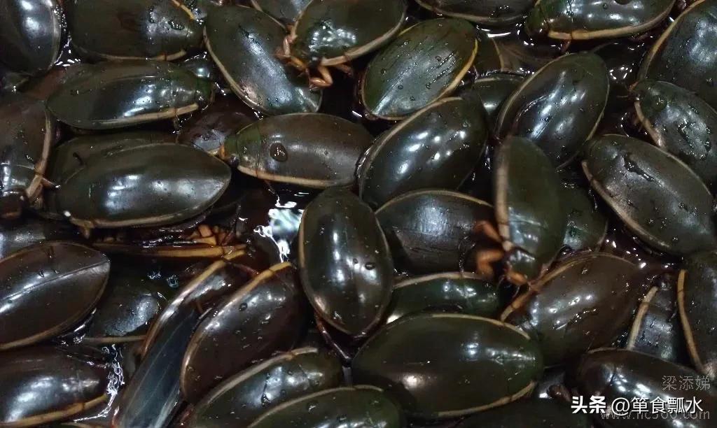 龙虱和水龟虫图片,龙虱幼虫水蜈蚣药用价值