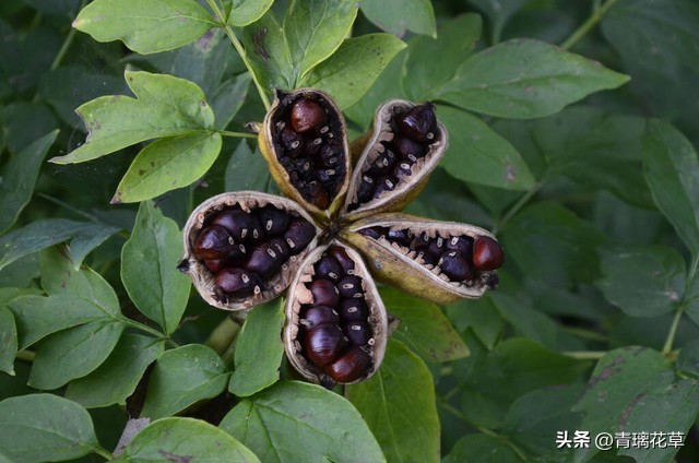 在家养棵发财树寓意着日进斗金,家里养哪些树越老越值钱