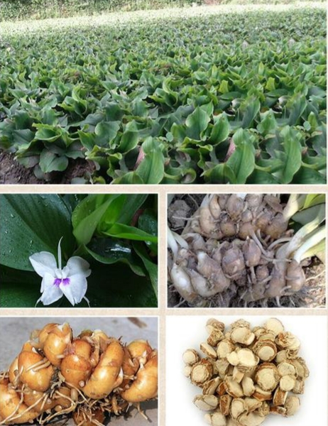 沙姜做调料放多少才合适呢,调料中的洋姜是什么植物