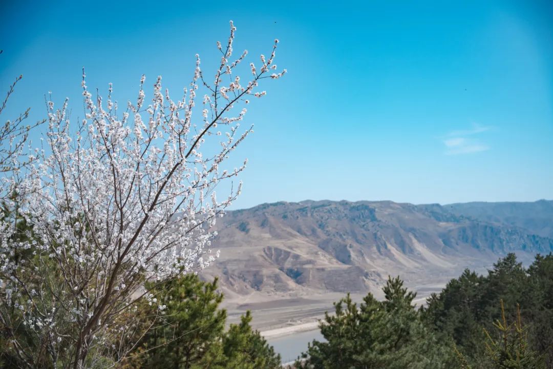 花漾一站式,花漾图们一站式体验春日浪漫