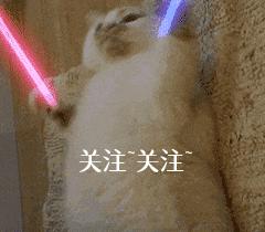 狗狗智商排行榜你家狗狗排第几,什么品种的狗狗智商排名最高