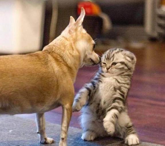 猫界中最通人性的几种猫你养了吗,这几种猫堪称猫界怂猫