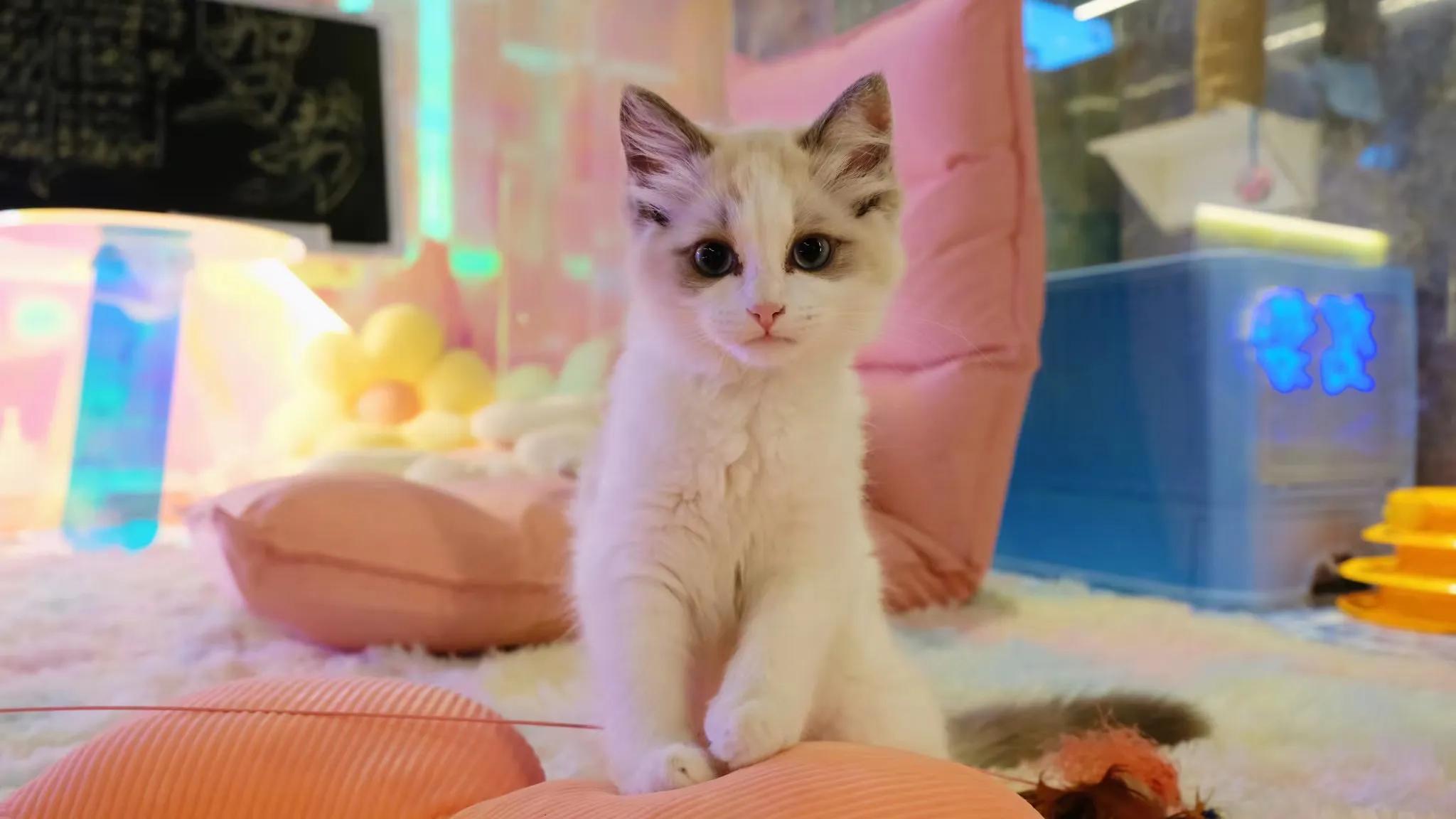 陶白白狮子座女,陶白白狮子座男生解析