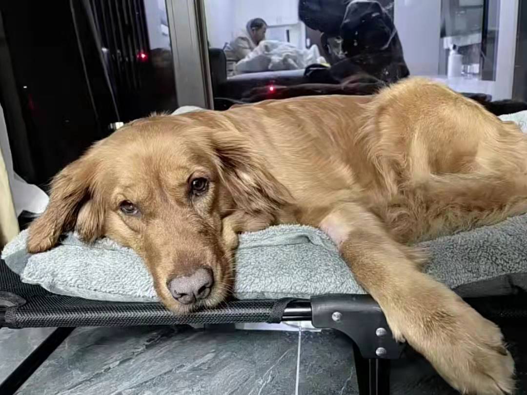 菲尔顿之冬天狗狗一直发抖？六大原因，可能是在向你求救