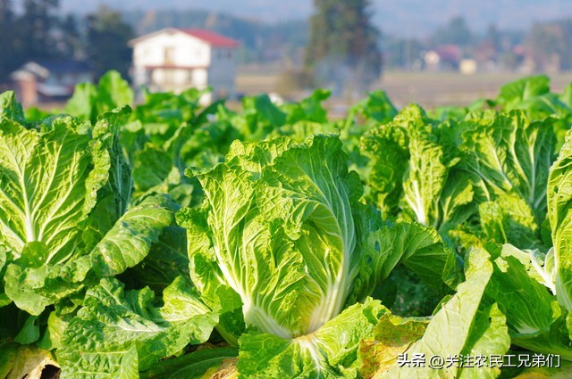 疫情之下老百姓日子怎么过,此次疫情对百姓生活影响多大