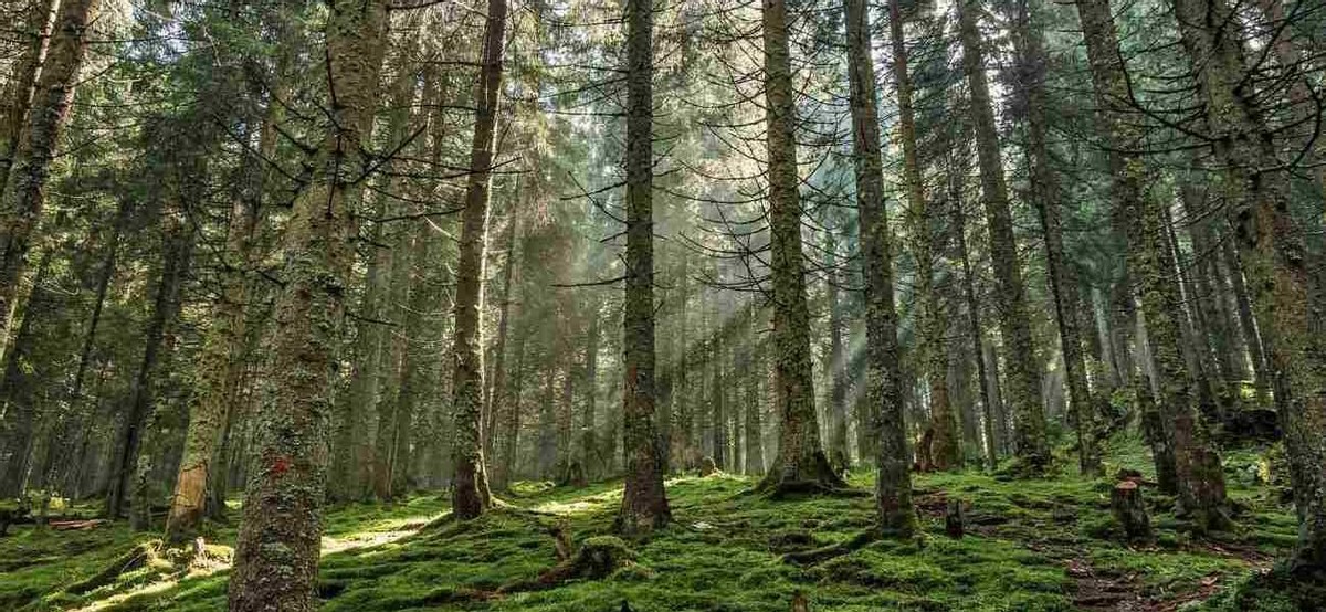 桉树真的是断子绝孙吗,桉树为何叫断子绝孙树