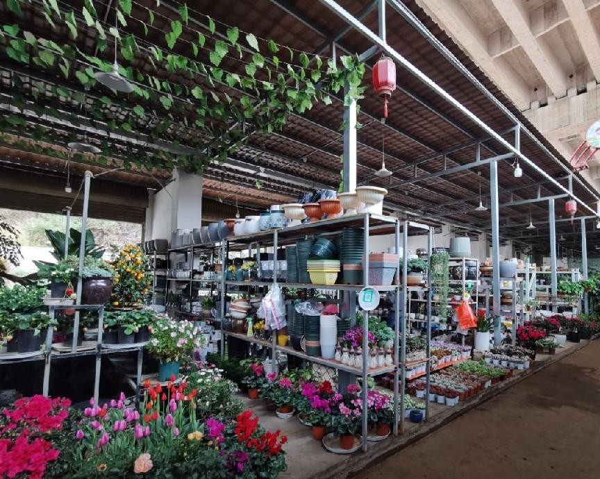 盆栽花卉在哪里买比较好,花卉市场购买盆栽避坑