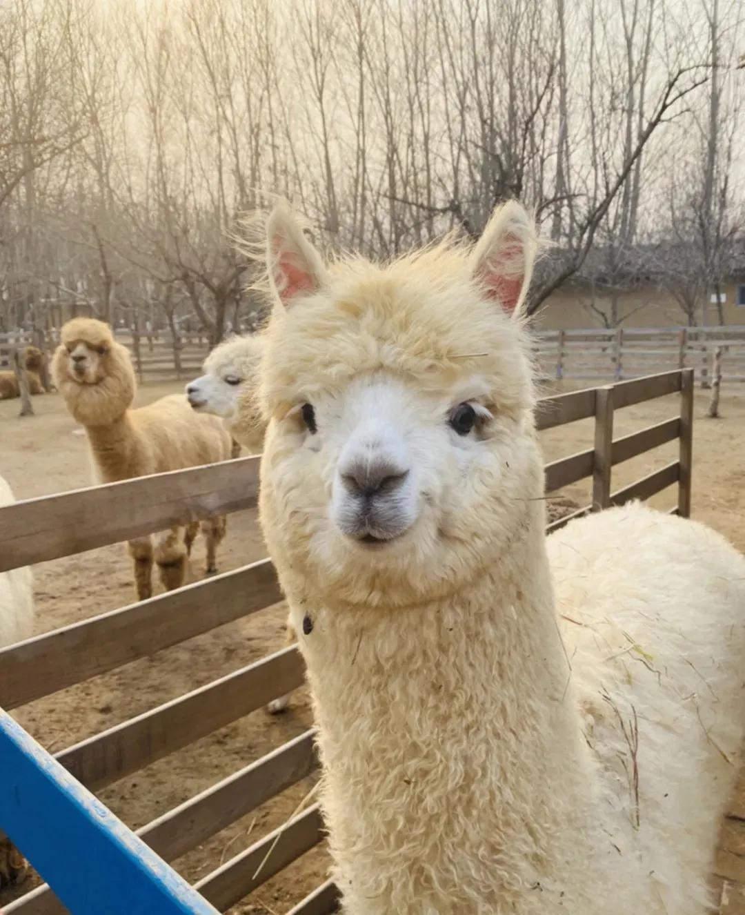 京郊一日游遛娃最佳去处,北京春暖花开