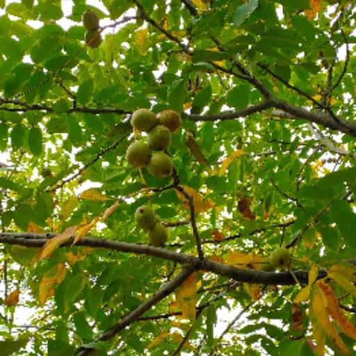 萍聚完整版本,萍聚完整版全集