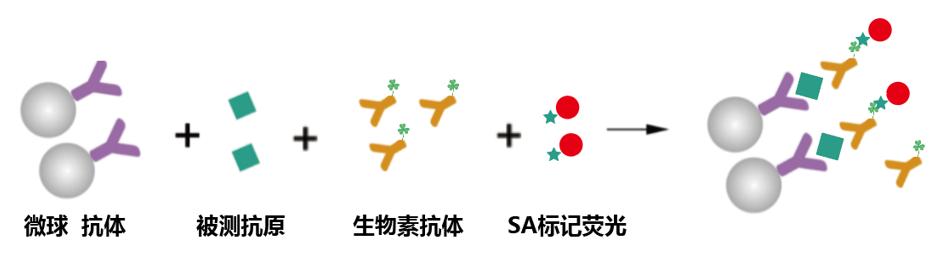 链霉亲和素生物素,amca标记链霉亲和素