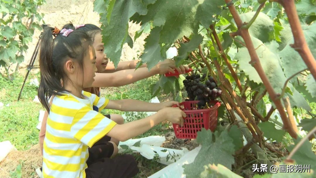 新农人夫妻档全集,新农人田间地头夫妻视频