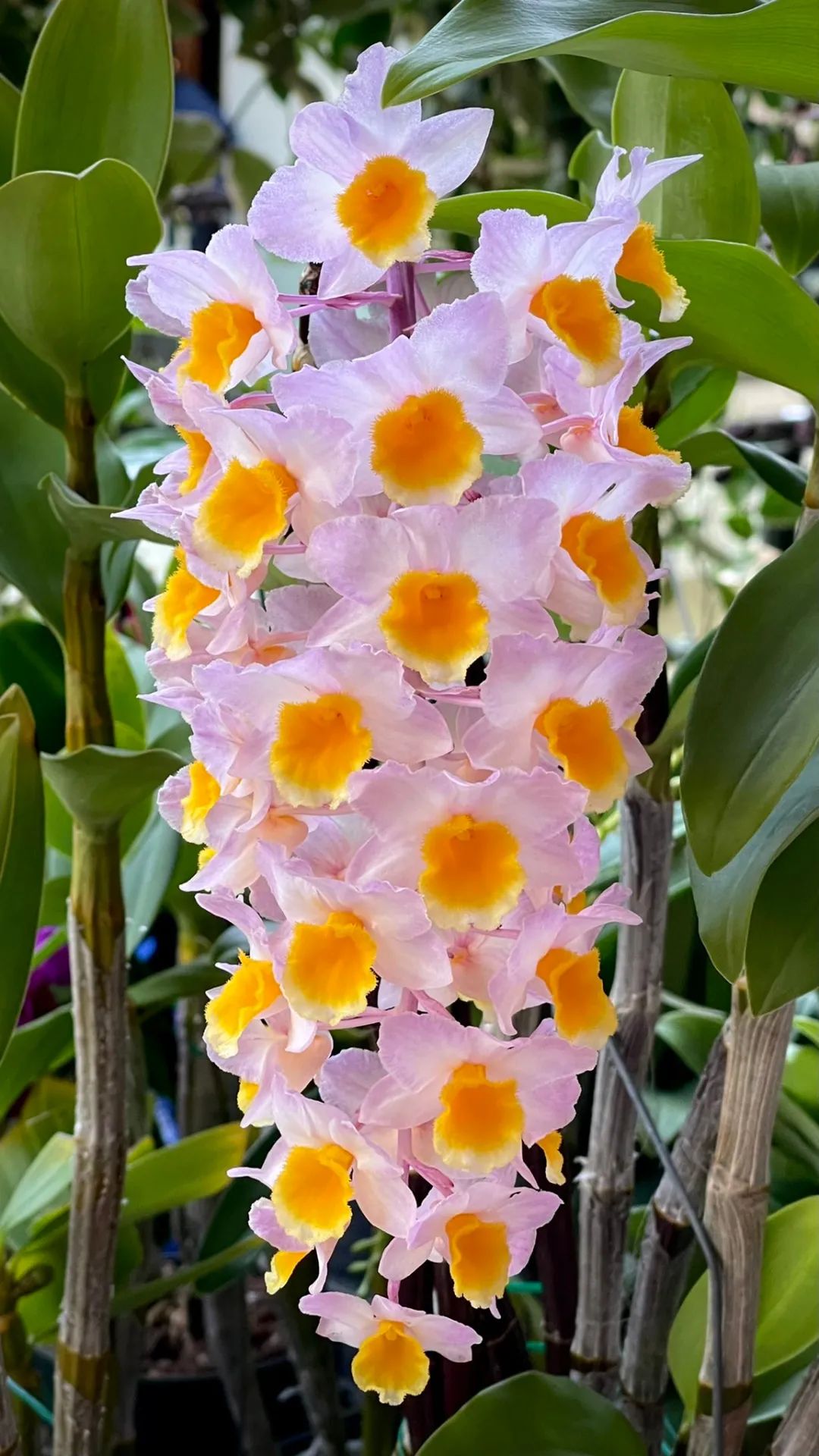 石斛兰花盛开香气四溢,石斛兰花怎么养才好看