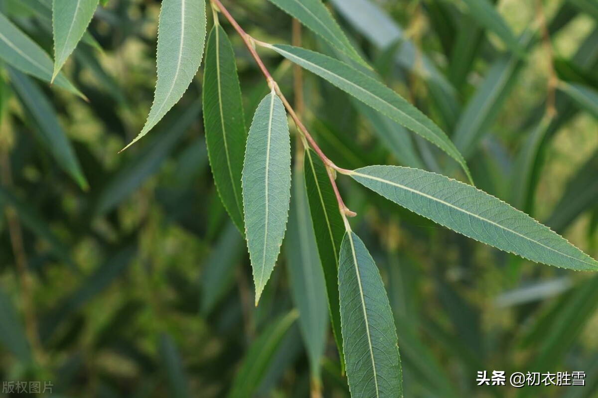 柳树的诗夏季,夏日柳树诗词