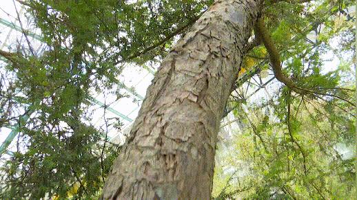 植被覆盖率中国,昆明植被覆盖率有多少