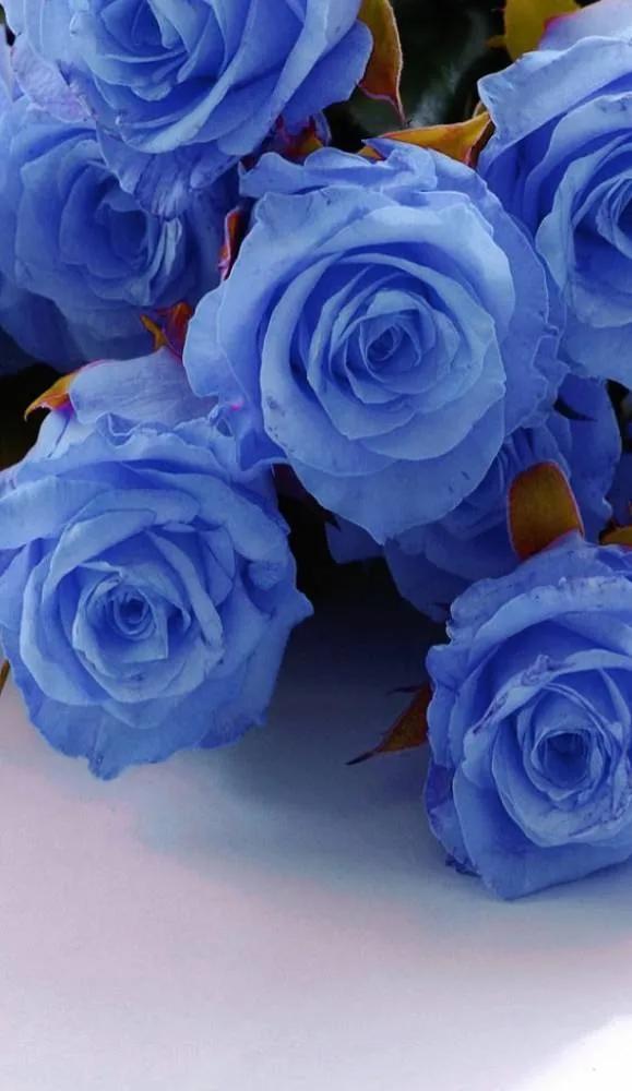 蓝色妖姬花束壁纸,花朵壁纸蓝色