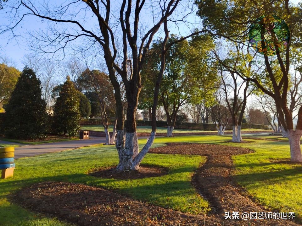 疏林草地的作用,疏林草地效果图