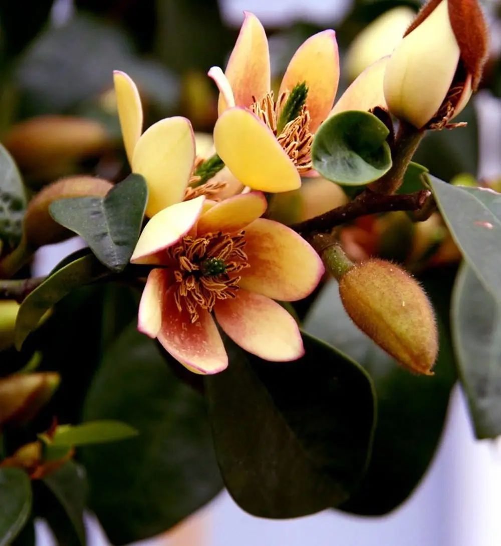 一根枝条扦插生根,随便一根枝条便能扦插成活