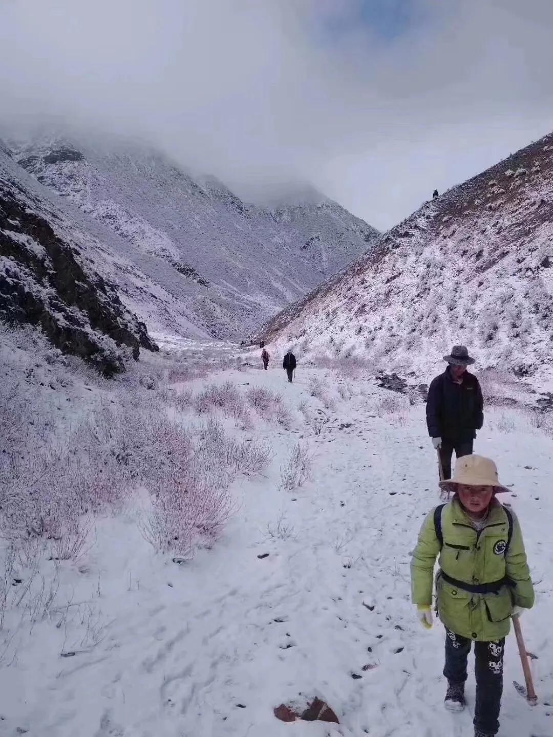 青藏高原真正的冬虫夏草,青藏高原虫草采挖视频