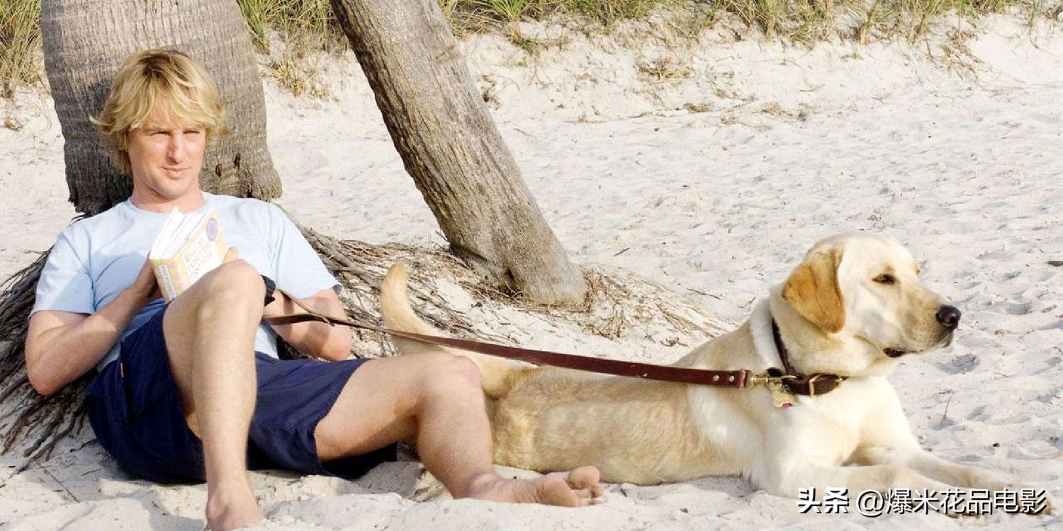 10部悲伤电影,悲伤的狗狗经典影视剪辑