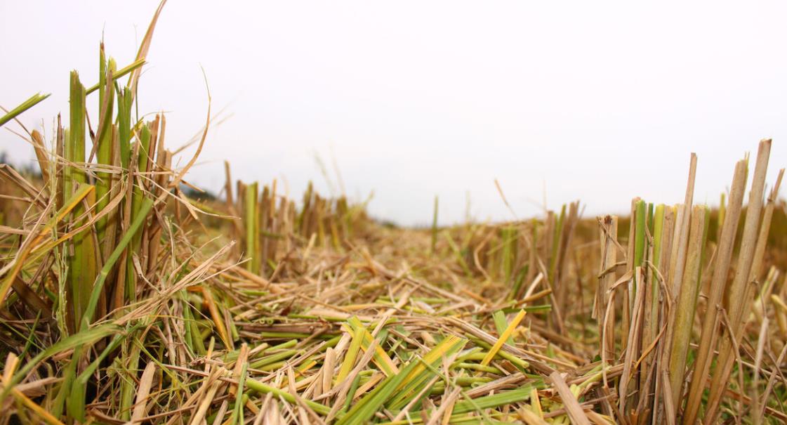 山东可以焚烧秸秆吗,山东下发允许焚烧秸秆规定了吗