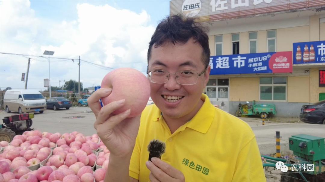 红将军苹果价格,红元帅苹果今日价格