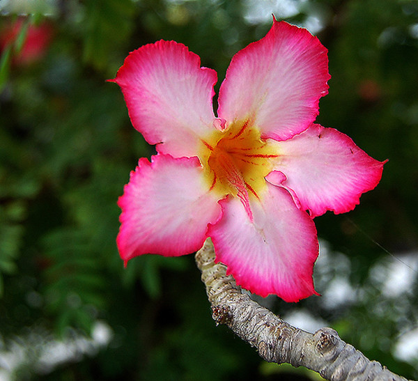 怎么把沙漠玫瑰养成啤酒肚,重瓣沙漠玫瑰养殖方法
