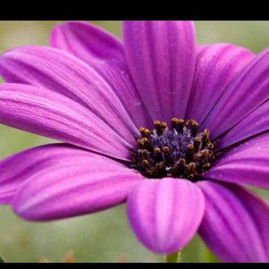 公园里各种花儿次第开放绚丽多姿,描述花儿妩媚多姿