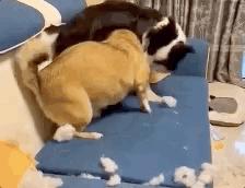 十大不建议新手养的狗,什么狗最好养又听话又便宜小型犬