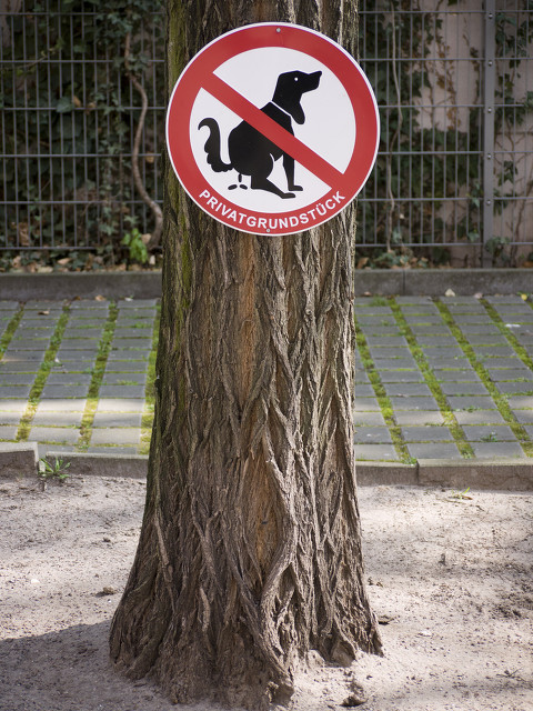 狗狗的冷知识你必须了解,关于狗狗的冷知识你知道多少呢