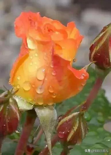 漂亮又特别的玫瑰花图片,特别漂亮的彩色玫瑰花图片