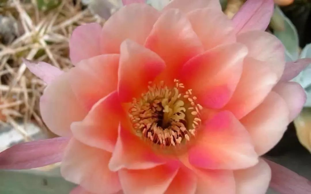 200种·仙人球开花图鉴，大开眼界，美到爆