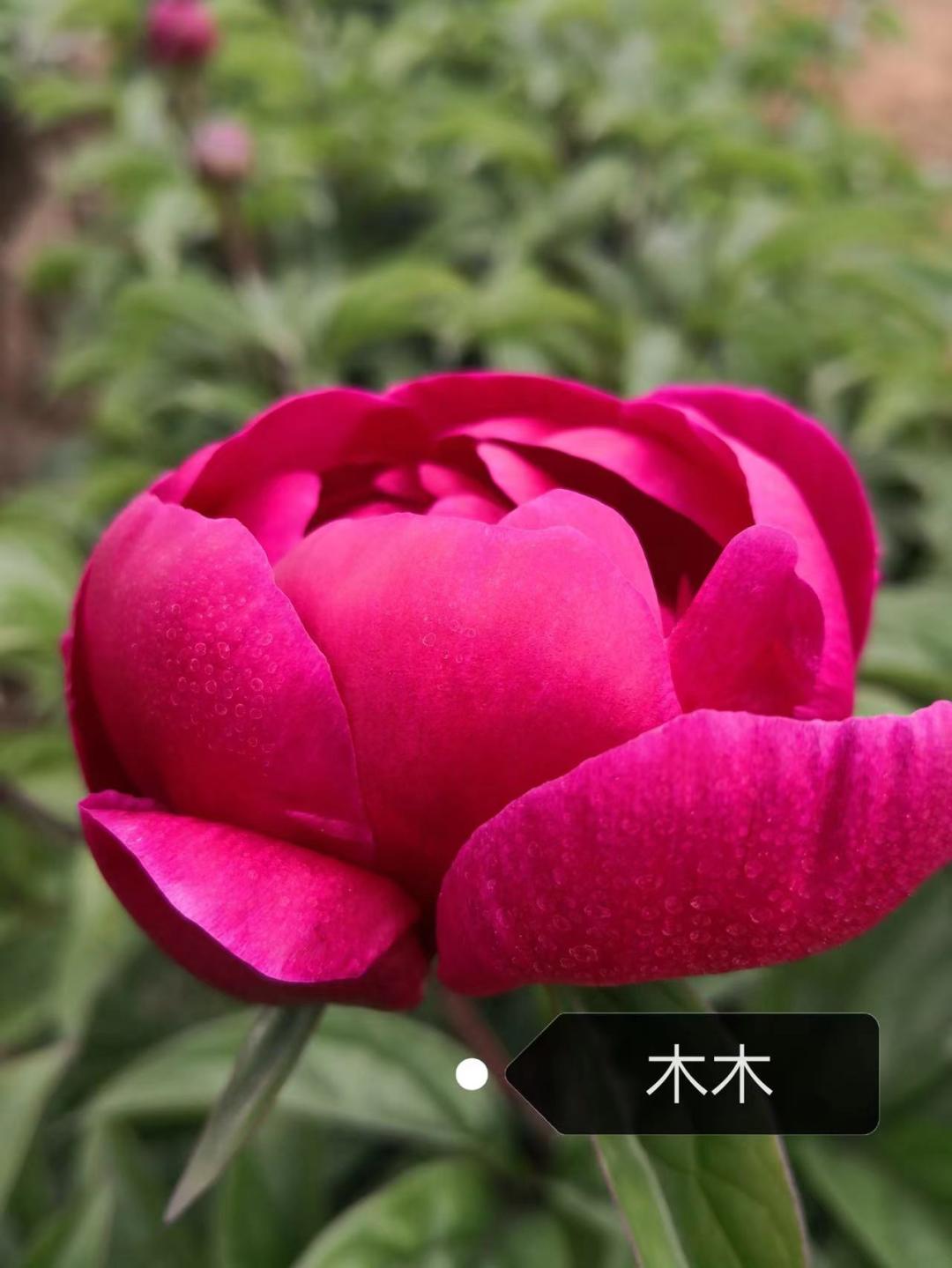 切花芍药每亩种植多少株,种植切花芍药每亩能挣多少钱