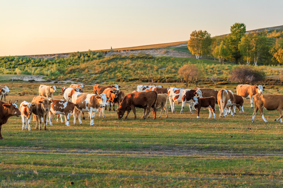 河北肉牛价格最新行情,2022内蒙古牛价格最近行情