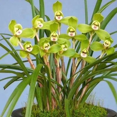 快来看看，兰花的世界真奇妙|壹木星球No.14