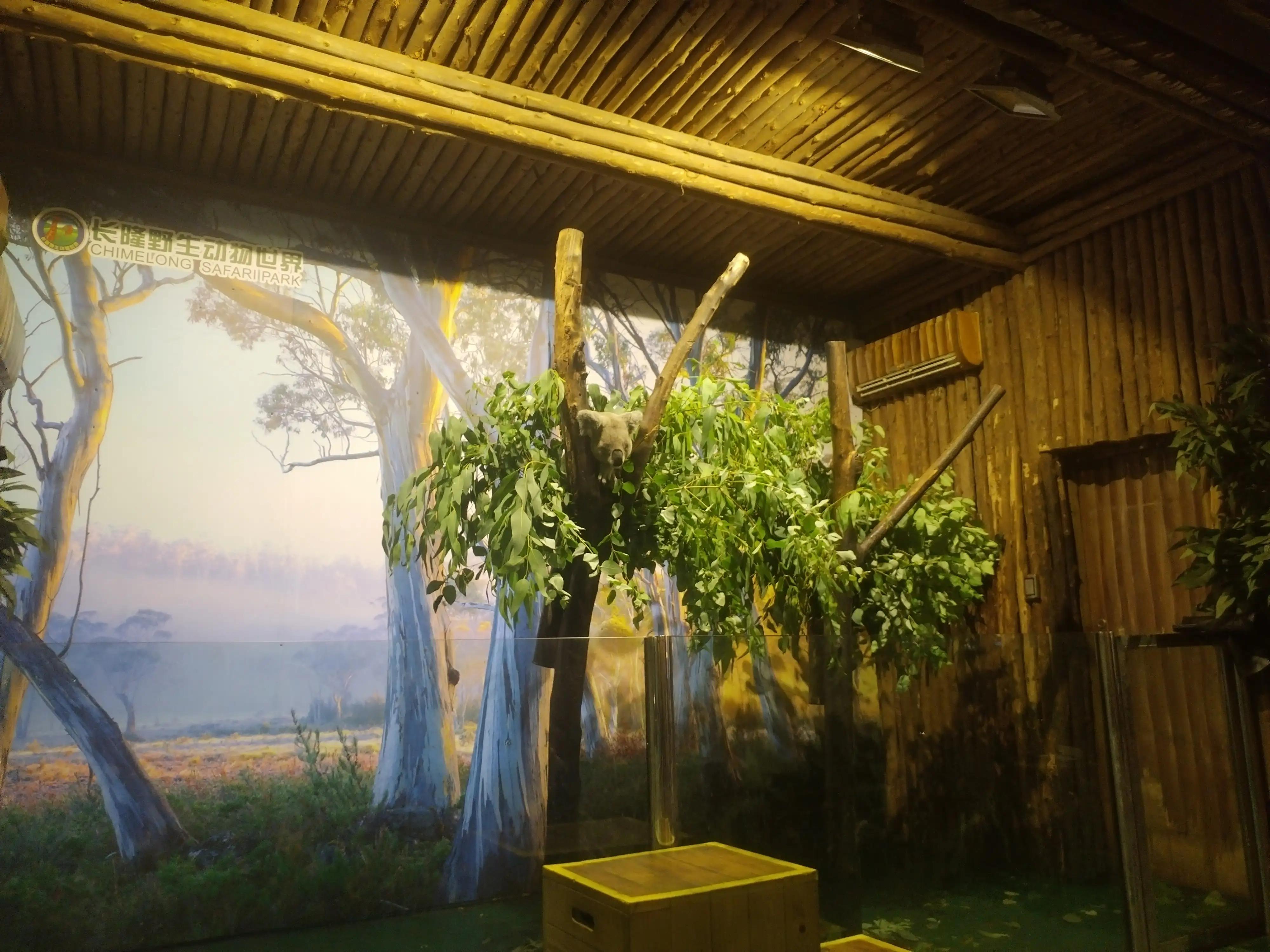 广州长隆野生动物世界景点图片,游广州长隆野生动物世界游记