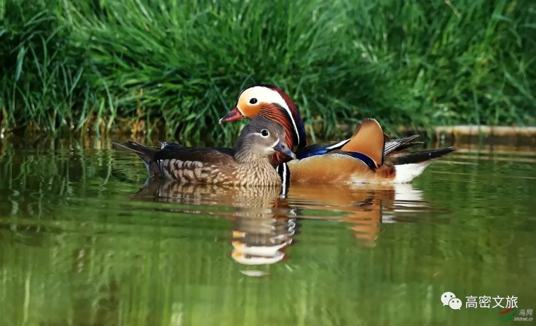 潍坊东亚文化之都,山东潍坊高密的古城