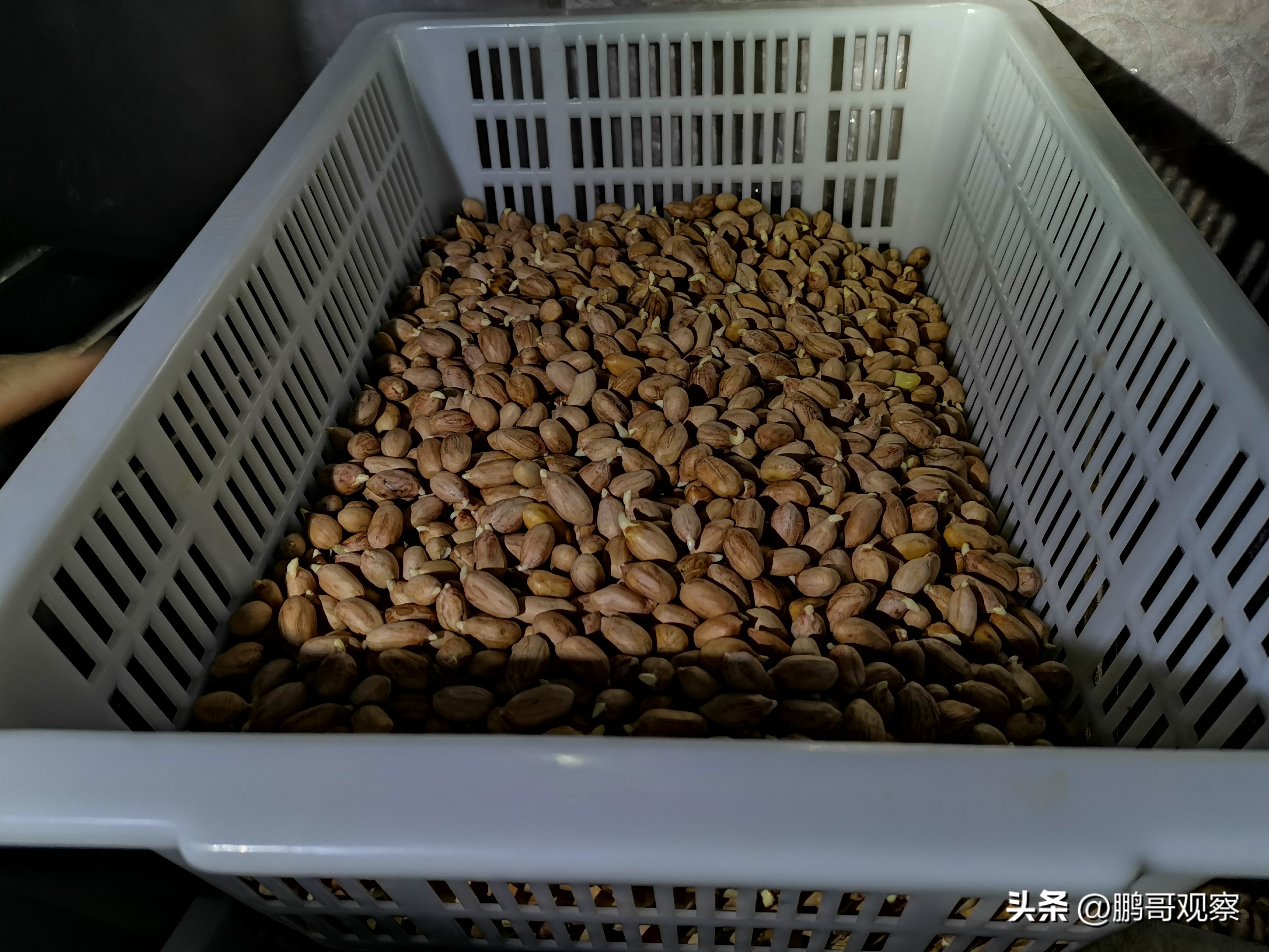 让爱的种子生根发芽,让爱在心中生根发芽