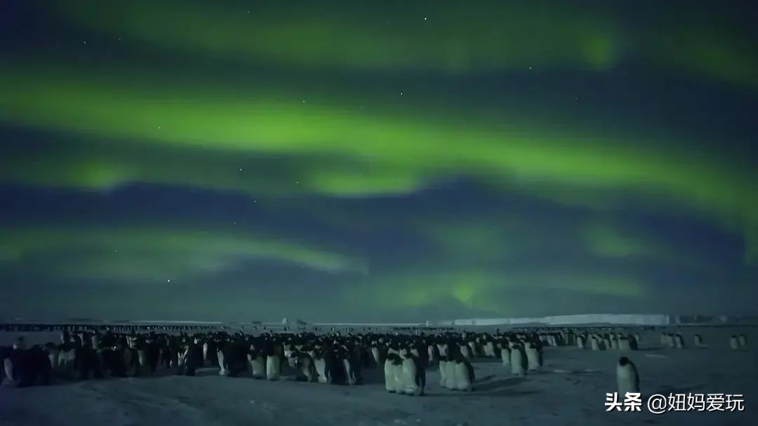 这几部口碑爆棚的宝藏纪录片,国庆孩子必看的8部神级纪录片