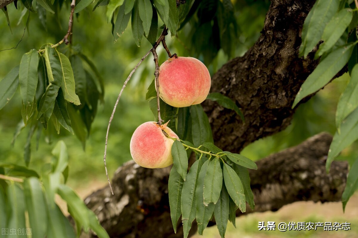 土味广告文案,土味炒鸡广告文案