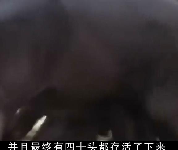 农民饲养天价猪种,中国养殖天价猪致富经