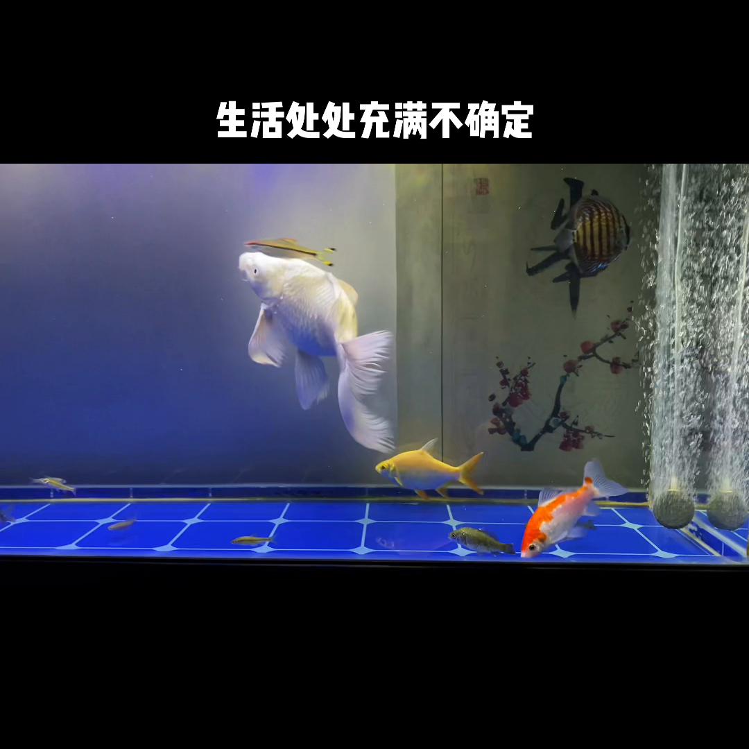 黑天鹅歌曲,黑天鹅事件最新消息