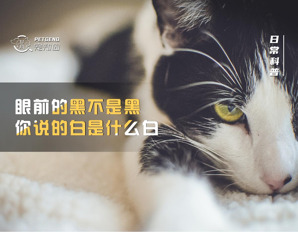 猫身上掉下来有白色颗粒是什么,猫身上白色的是什么