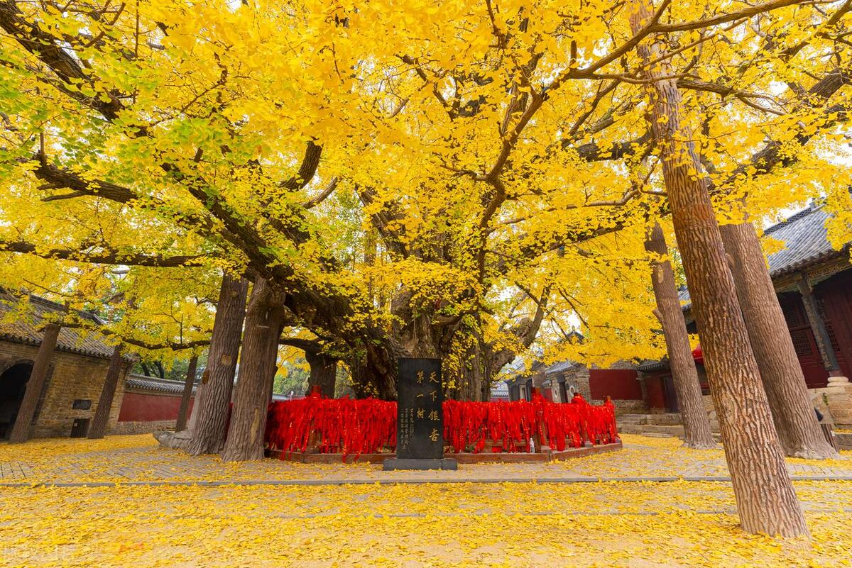 门前栽什么树聚财招财,门口种树富几代人