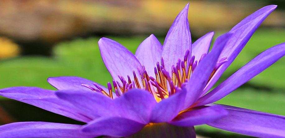 每日一花4.9：睡莲：水中女神，凌波锵玉步