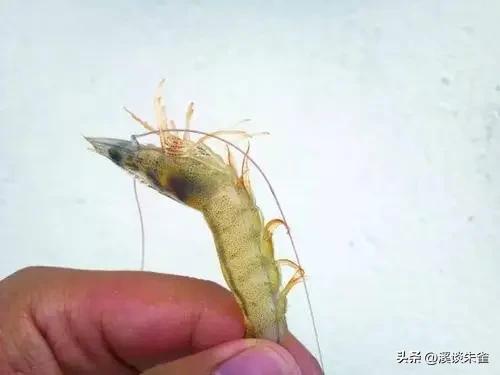 白斑病毒对对虾的影响,白对虾白斑病毒