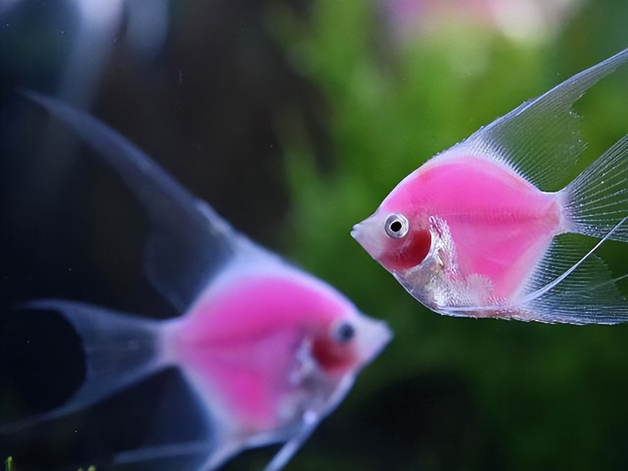 热带鱼科普介绍,热带鱼和猪太白认识吗