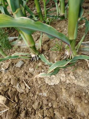 疆天耘图+农资套餐，带动玉米产量与农资销量双丰收