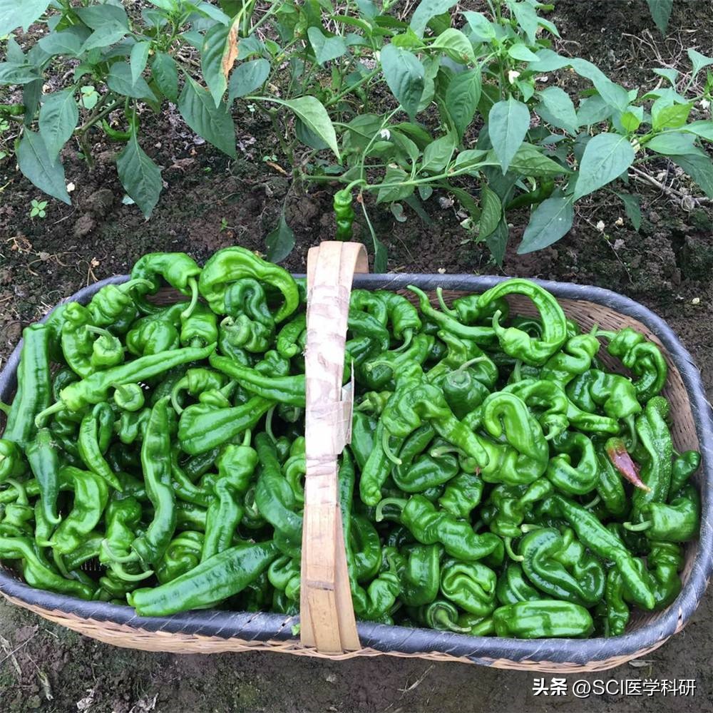 为什么一吃辣就拉肚子屁股疼,为什么一吃辣就拉肚子倪海厦